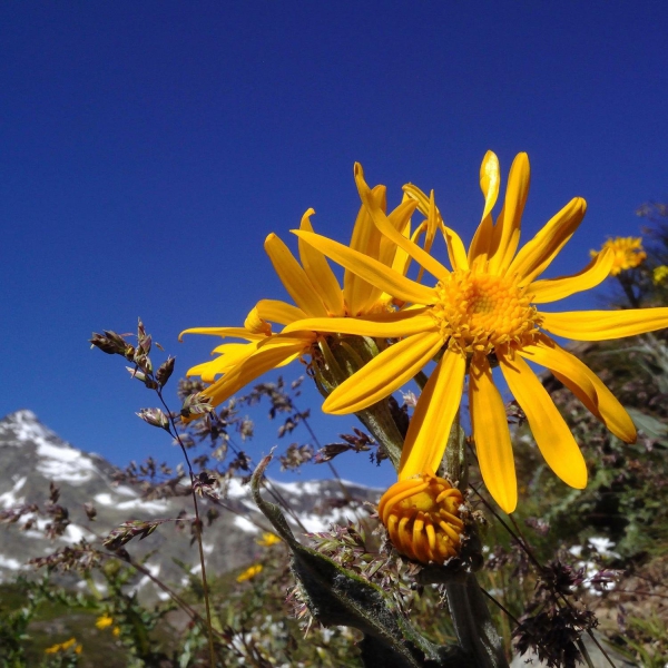 FSS Arnica Extract PF
